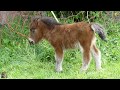 🐎Les petits "mini Shetland"🐴