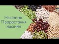 Насінина. Проростання насіння