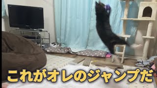 猫じゃらしぶん回したら、連続大ジャンプかます猫 by うみとそら 46 views 8 months ago 7 minutes, 1 second