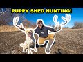 Teaching My PUPPY to Hunt for DEER ANTLER SHEDS!!!