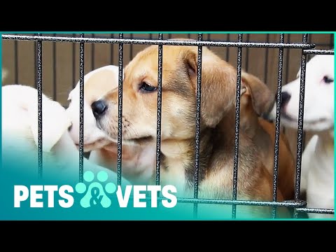 GIVE ME SHELTER - TOO MANY DOGS IN THE RESCUE SHELTER