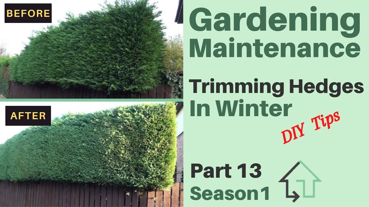 Gardening Maintenance Trimming Hedges in Winter - Part 13, Season 1 ...
