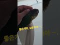 2025년 11월 1일 #birds #cute #parrot #conure #pets #반려동물 #반려조 #앵무새 #좋아요 #싫어요