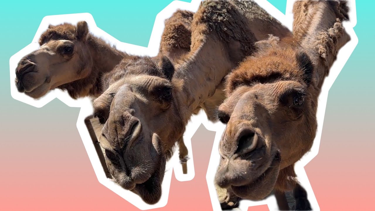 Camel Farm Tour