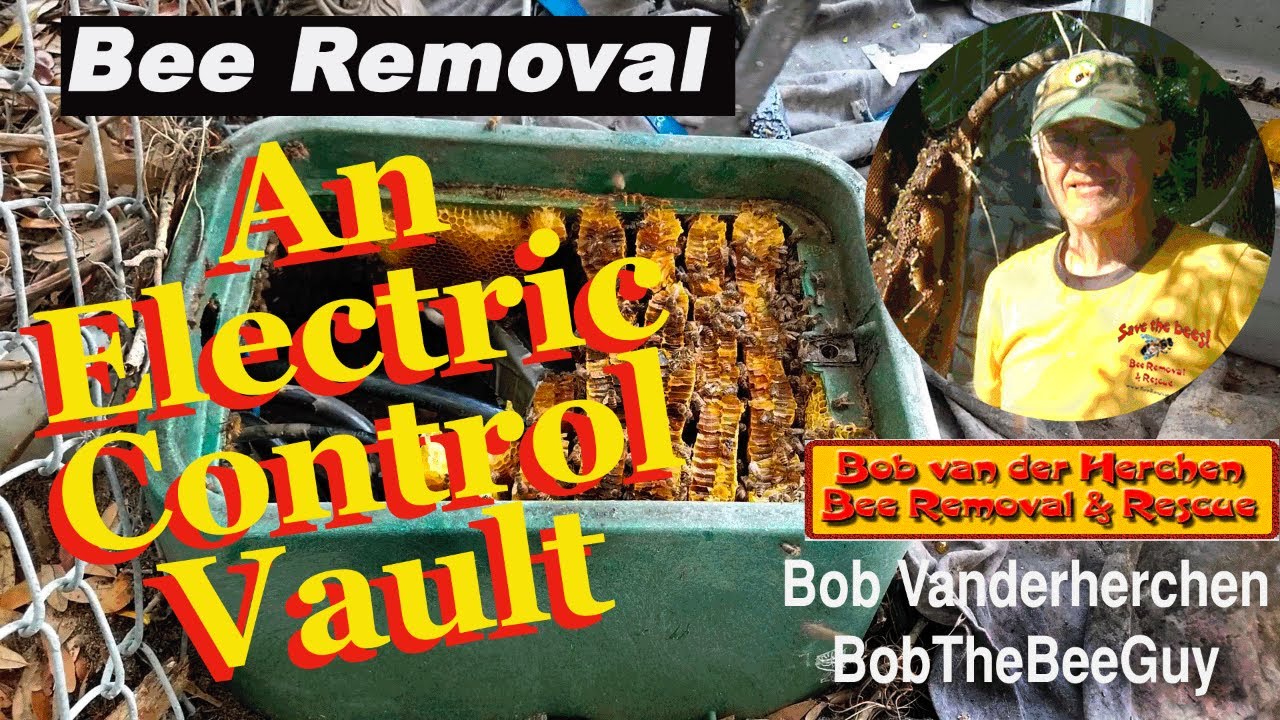 How To Remove Bees From An Electric Control Vault YouTube
