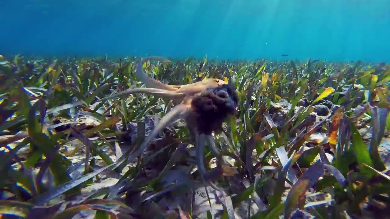 Octopus shoots ink at camera! YouTube