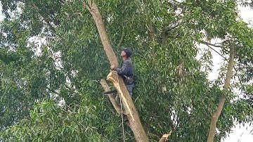 anh thợ cưa hạ ba cây tràm bông vàng rất to ngã ra lộ xe