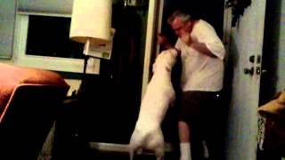 Brother Dave And Howdirt Howard The Bull Terrier Visit