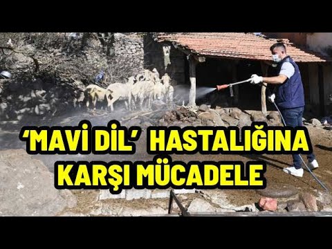 Manisa Büyükşehir Belediyesi’nden Mavi Dil Hastalığına Karşı Etkili Mücadele!