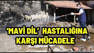 Manisa Büyükşehir Belediyesinden Mavi Dil Hastalığına Karşı Etkili Mücadele