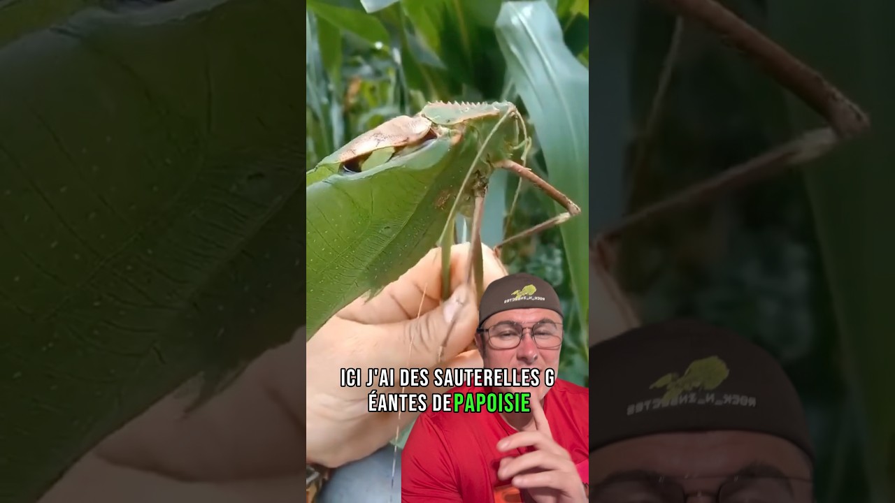 Sauterelle géante de Malaisie! Ou Papouasie! 