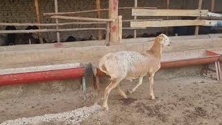 Tomosha Sotilgan Zakazga Opkelamiz