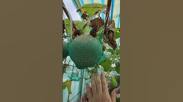 Cũng có trái!!#nhatrangsadec #trongrausanthuong #thuytrangsadec