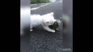 Funny Parrots Annoying Cats Compilation 😿🦜 Cute Parrot Videos