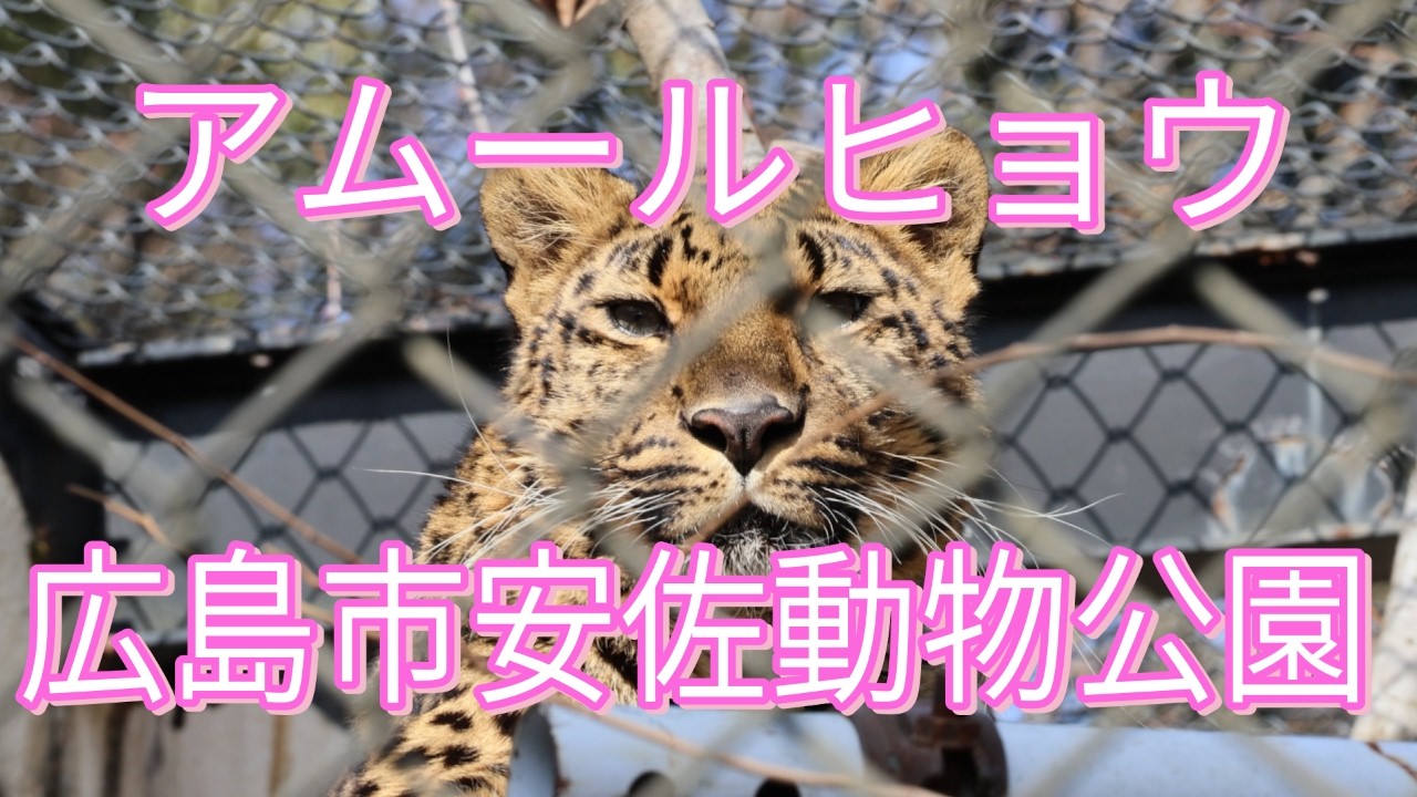 アムールヒョウ/広島市安佐動物公園/Amur Leopard/Asa Zoo, Hiroshima