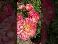 Lovely Peony #flowermeditation #naturevideo #flowers #relaxingflowers #flowersheal