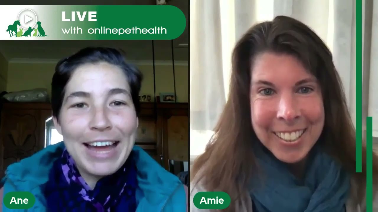 Coaching pet parents through functional movement video analysis with Amie Hesbach