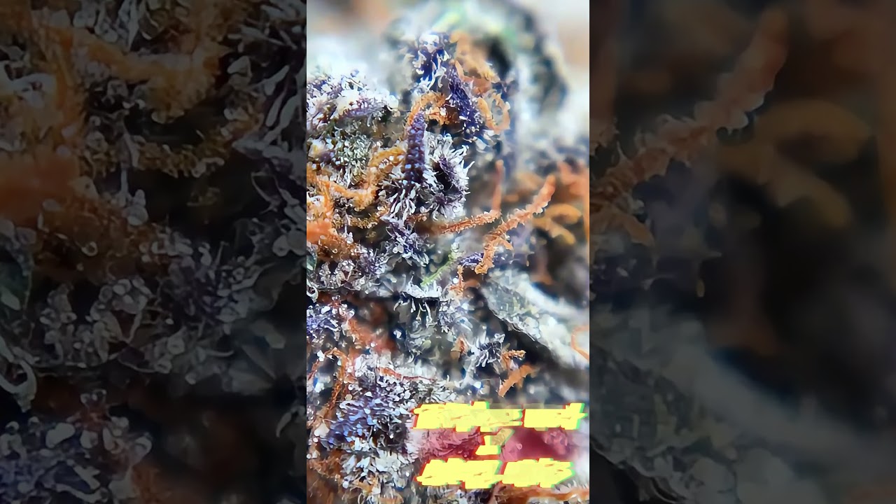 Wedding Cake: Worth the HONEYMOON phase?