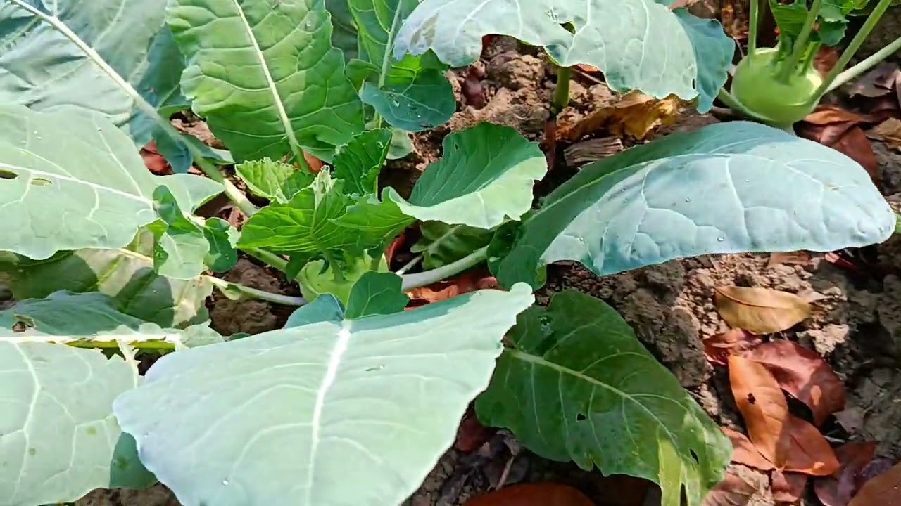 আমার মাঠবাগানের কৃষি চিত্র।