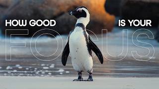 How Good Is Your Focus? | Try This Attention Challenge