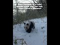Rare Footage! Panda Mom Carries Cub Through Snow