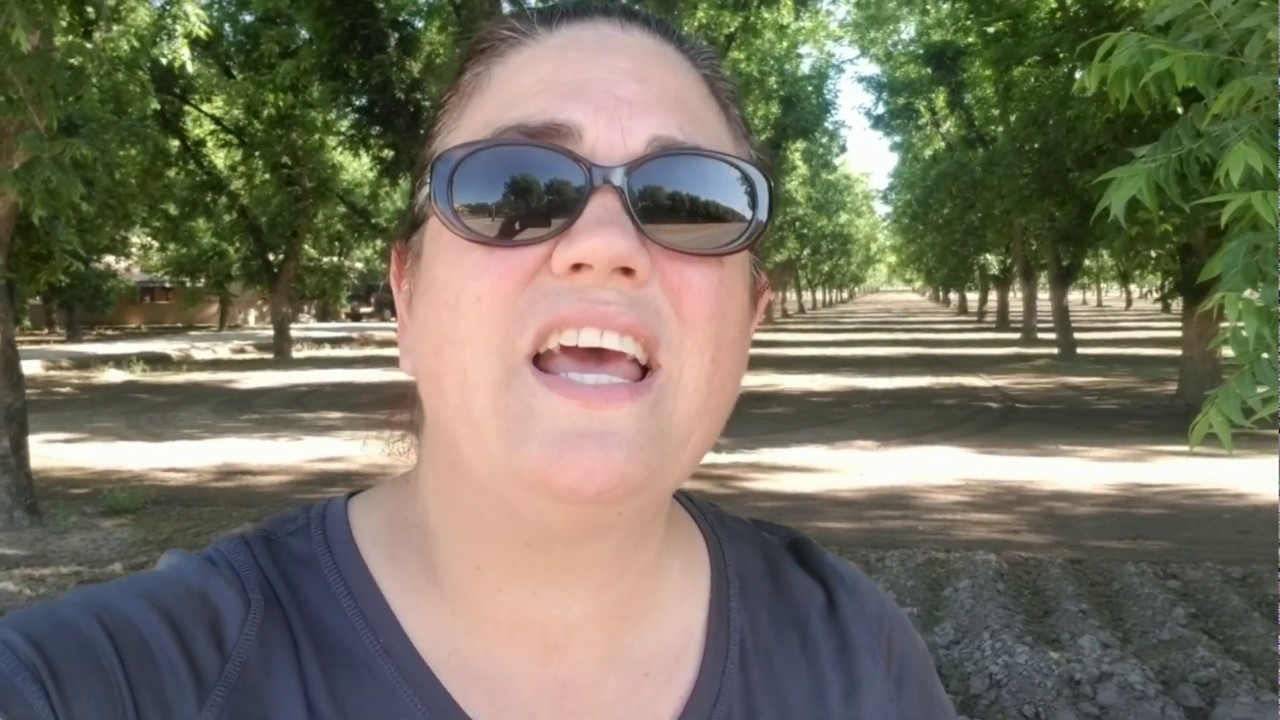 Spraying Zinc on the Pecan Orchard