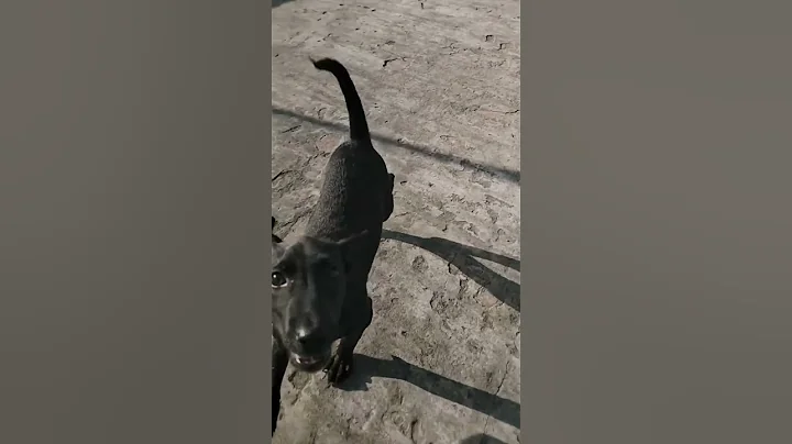 You can trust dogs more than people because they never break your heart 💔☺️🖤 #trending #top10 #dog