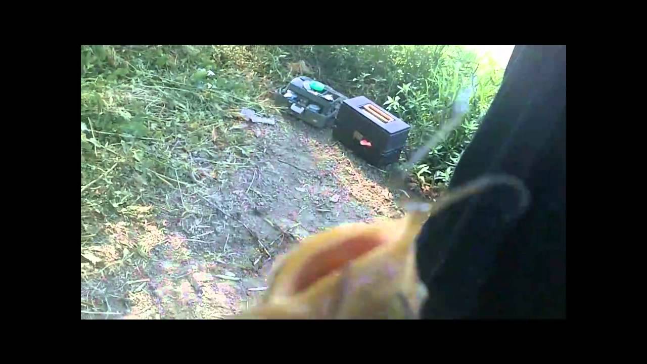 Small bullhead catfish, in a sacramento river slough. YouTube