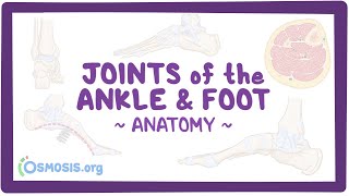 Joints of the ankle and foot: Anatomy