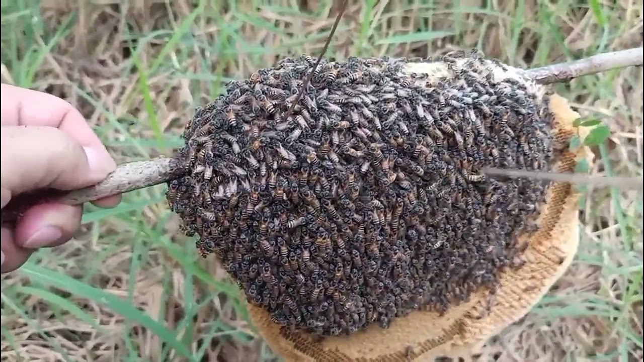 #วันหยุดเลาะทุ่งหาตีผึ้งมิ้มคือเก่าครับผม🐝🐝🐝