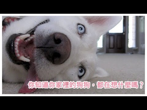 狗狗到底在想什麼...你知道嗎？