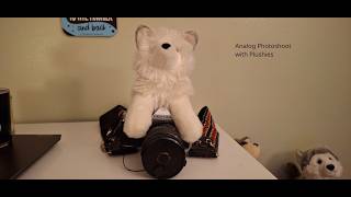 (Furry ASMR) Fox shows you his camera and does a plushie photoshoot screenshot 4