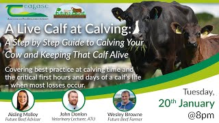 A step by step guide to calving your cow and keeping that calf alive