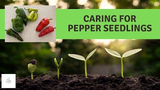 Caring for Pepper Seedlings