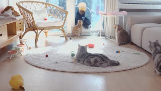 What do cats do while their owners are out? by 수리노을SuriNoel 54,040 views 1 year ago 8 minutes, 51 seconds
