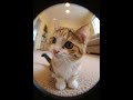 Can this call a magic cat? #cat #cats #catvideos #catshorts