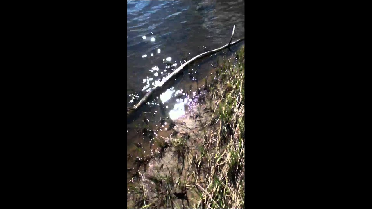 Attack of the frog - YouTube