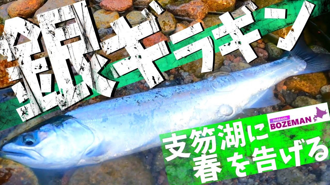 春3月 支笏湖に咲く銀輪のサクラマス【北海道釣り】【支笏湖釣り】