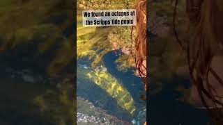 Octopus Encounter In San Diego