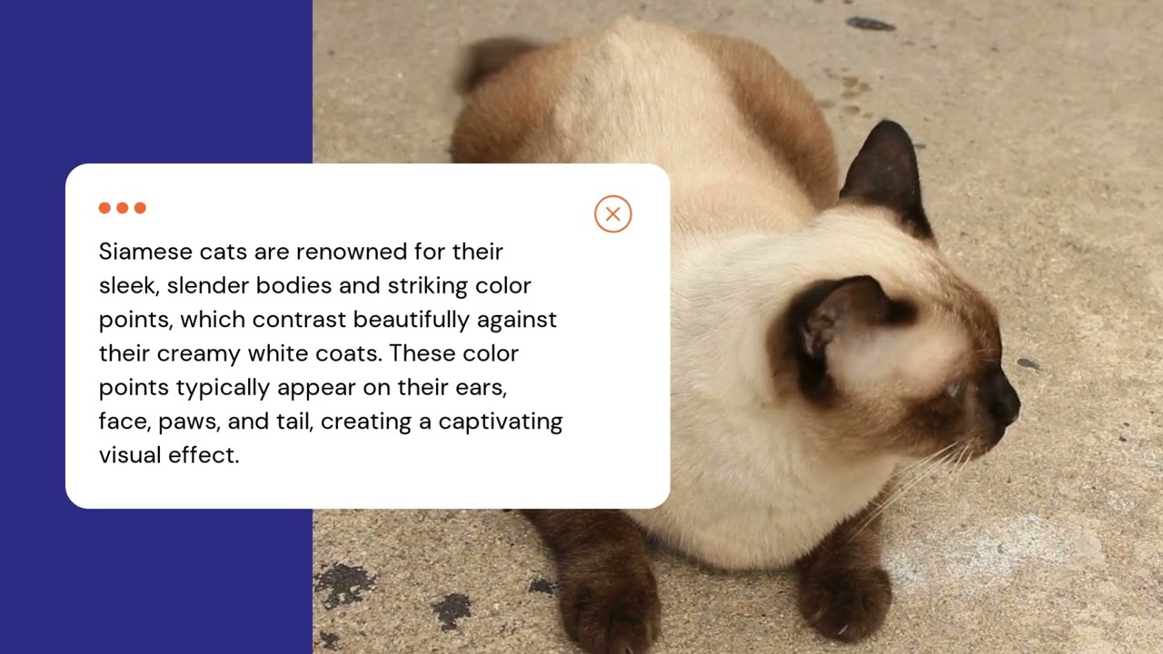 Cat Training Breed Spotlight: Siamese Cat