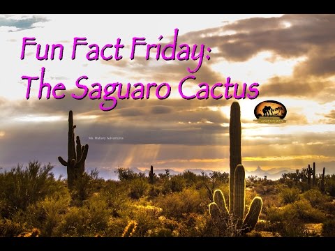 Saguaro Cactus: FunFact Friday Episode 4