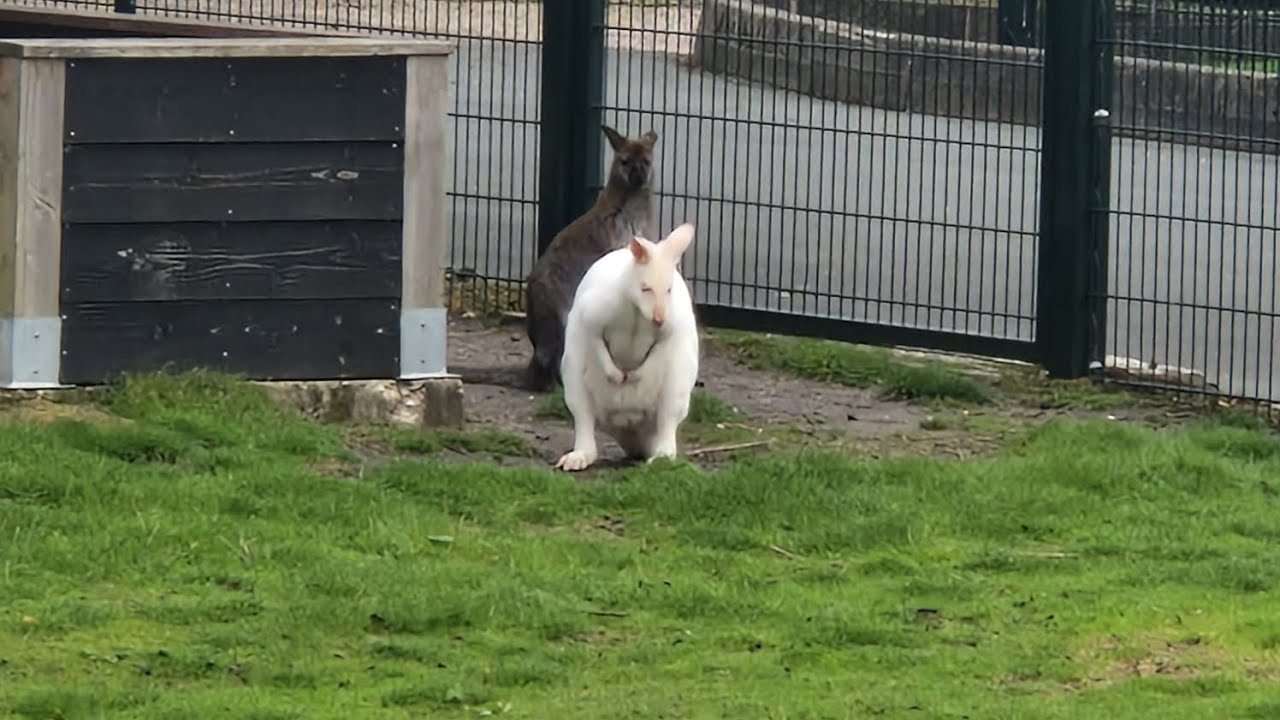 Nice Kangaroo , Nice Views, Nature YouTube