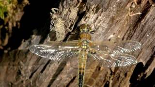 Libellula quadrimaculata-Emergència