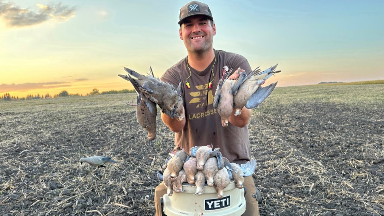 Decoying Mourning Doves!  (LIMIT!)