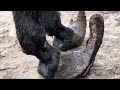 The Crisp Sound Of Donkey Hoof Trimming Is So Relaxing
