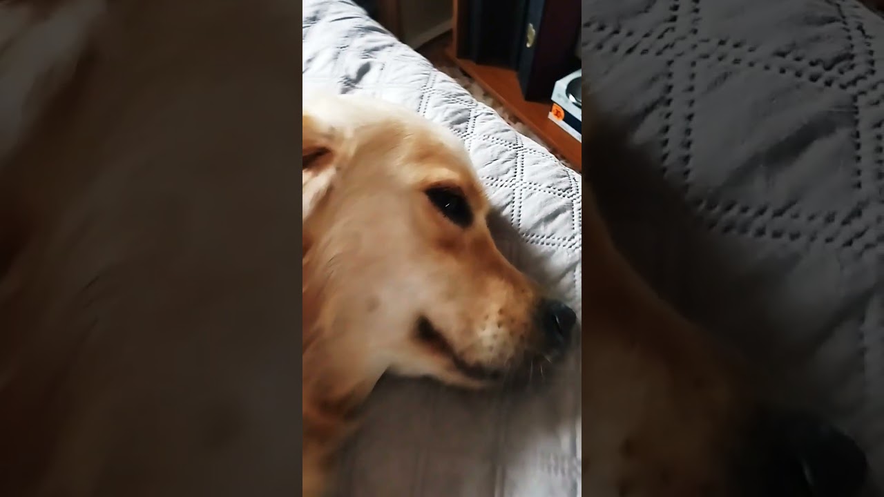 controllo di routine Golden retriever