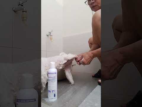 Fuji time to showers