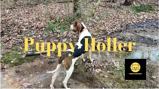 Eeyore visits “Puppy Holler' Our Coon Dog training ground. #hunting #coonhunting #coonhound