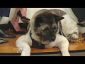 Connecticut-based K9 First Responder's National Acclaim in Documentary Connecticut-based K9 First Responder's National Acclaim in Documentary