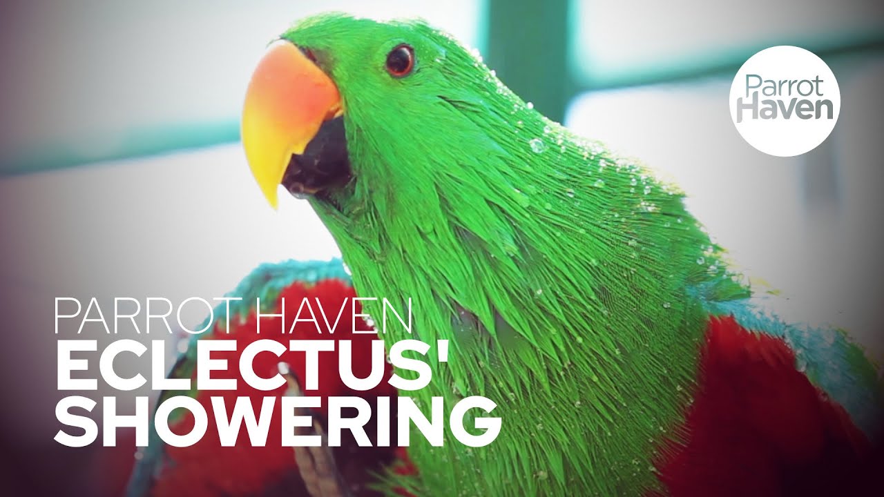 Eclectus Shower Time YouTube
